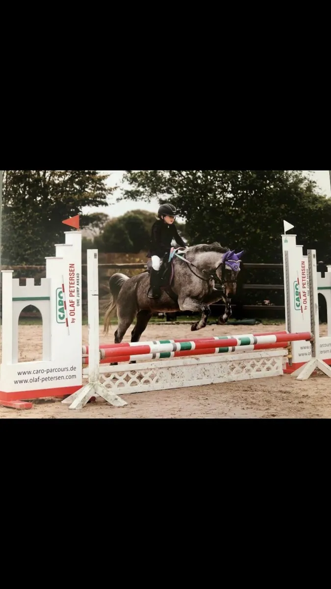 Grade A 12.2 Schoolmaster Pony for sale not horse - Image 2