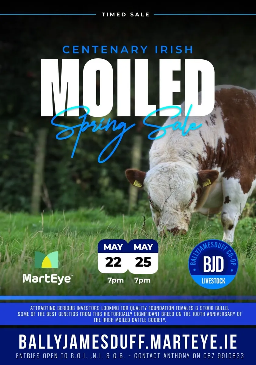 Pedigree Irish Moiled heifer - Image 2