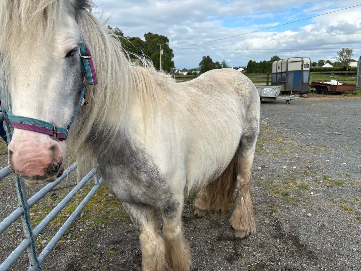 Pony - Image 2