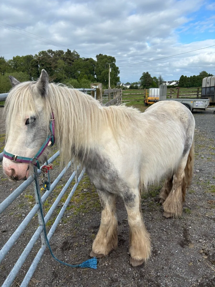 Pony - Image 3