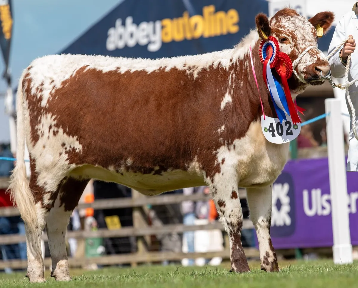 Pedigree Irish Moiled heifer - Image 1