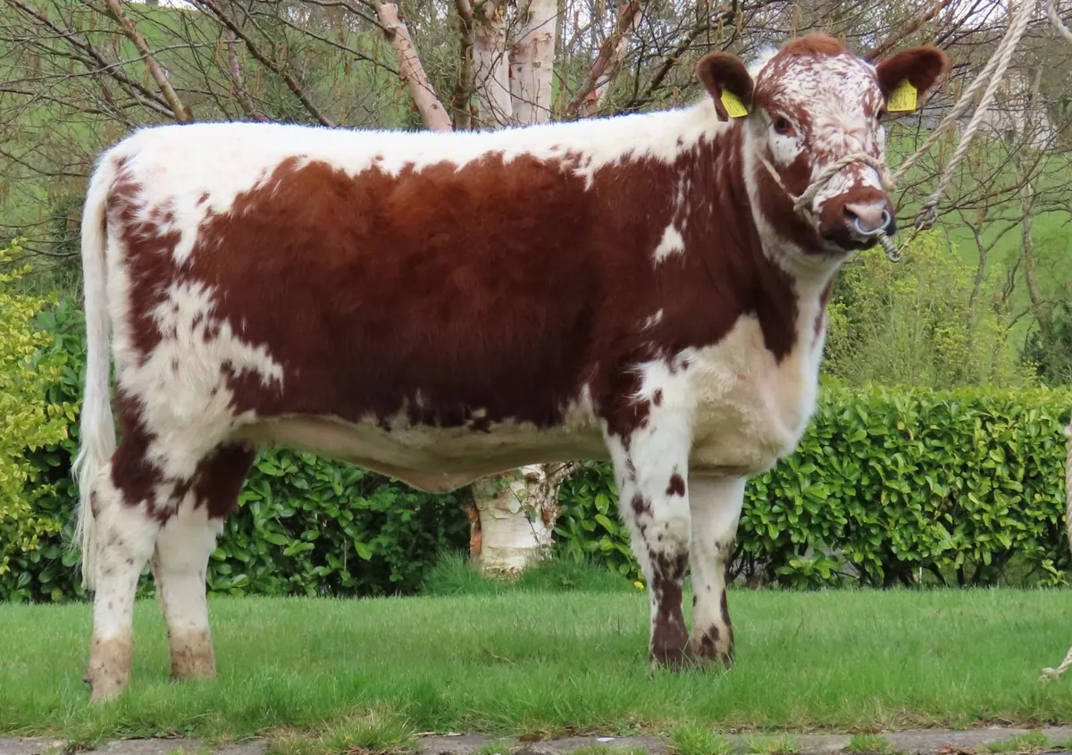 Pedigree Irish Moiled heifer - Image 3