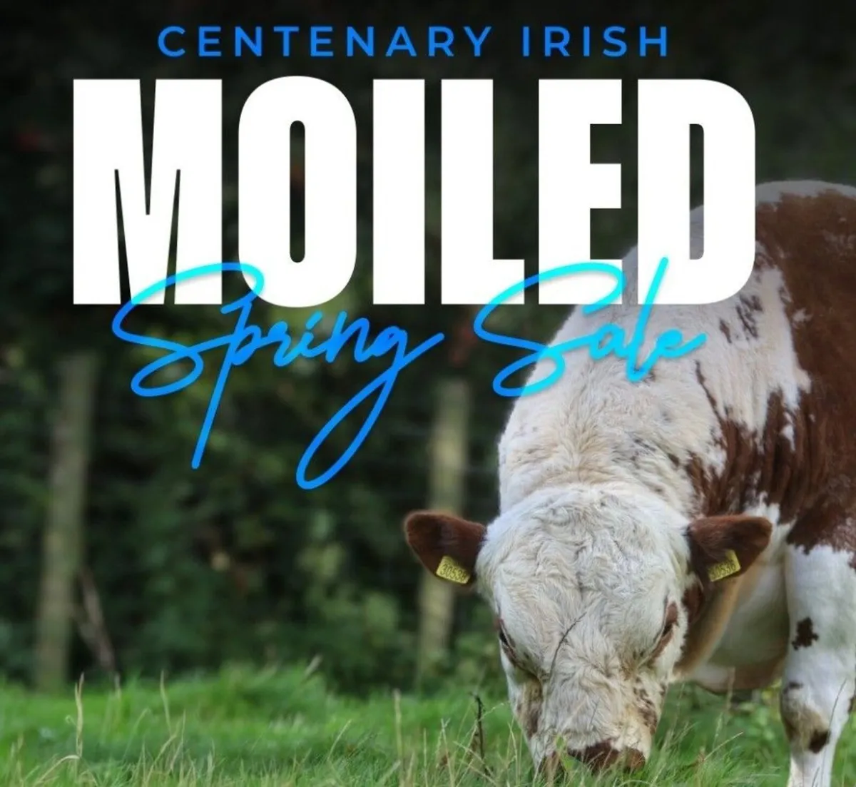 Pedigree Irish Moiled heifer - Image 4