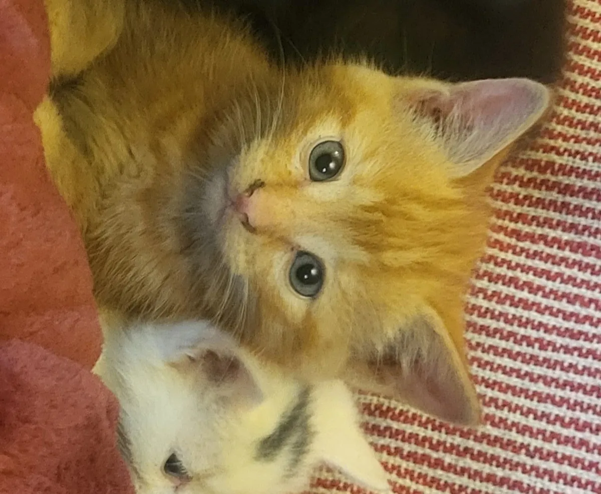 Kittens - Image 1