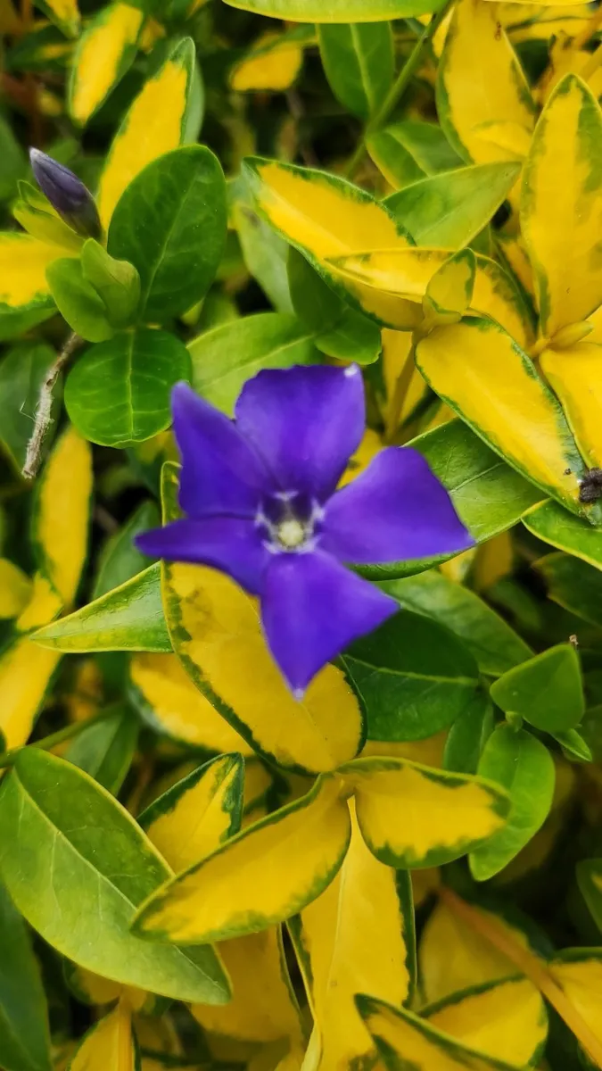 Blight resistant Box Hedging just 5 euro - Image 3