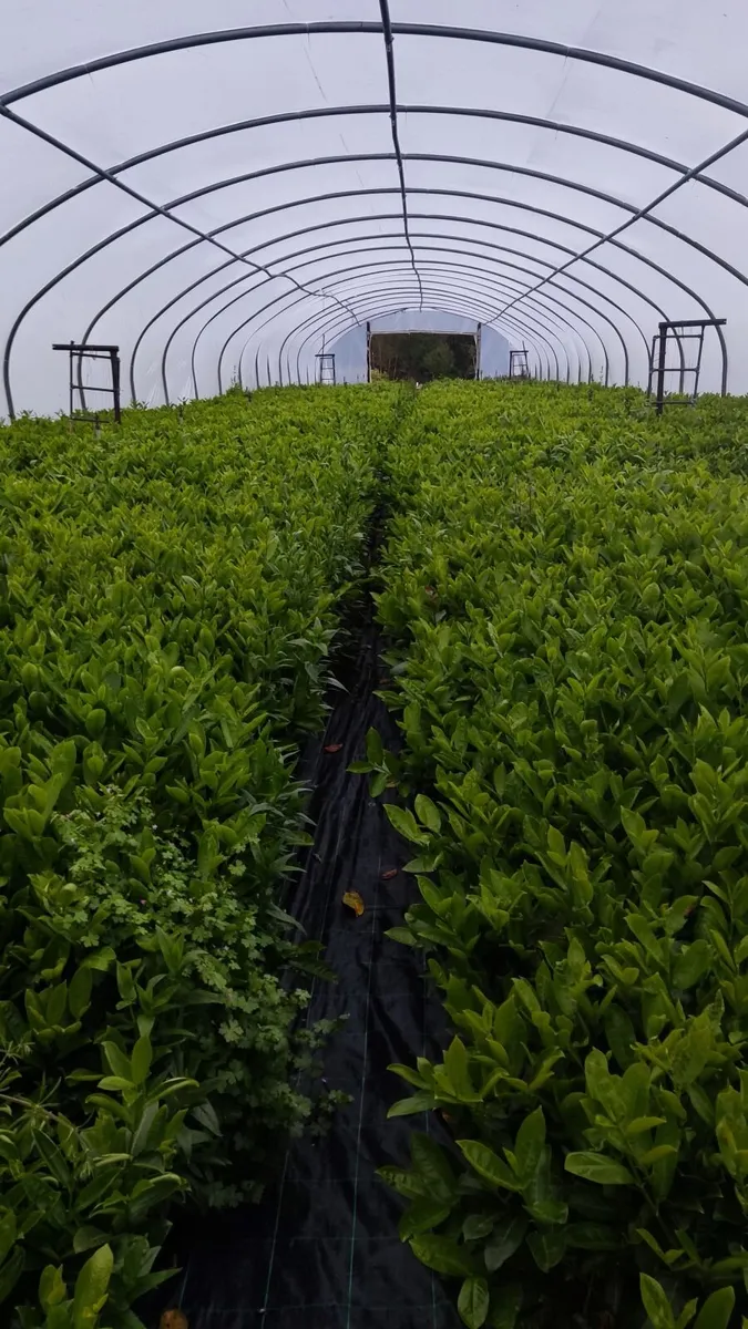 Blight resistant Box Hedging just 5 euro - Image 2