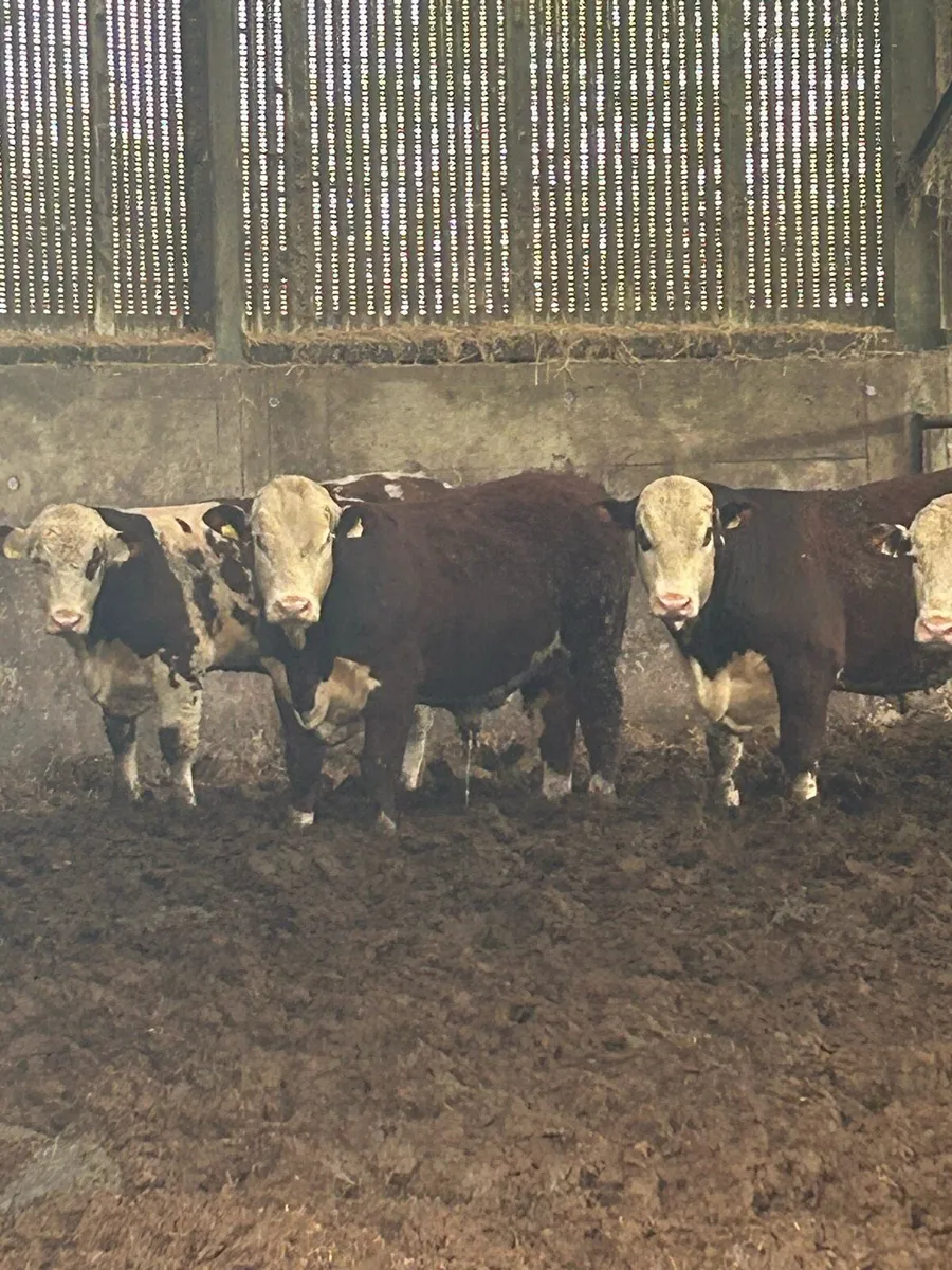 UDEL POLLED HEREFORDS - Image 2