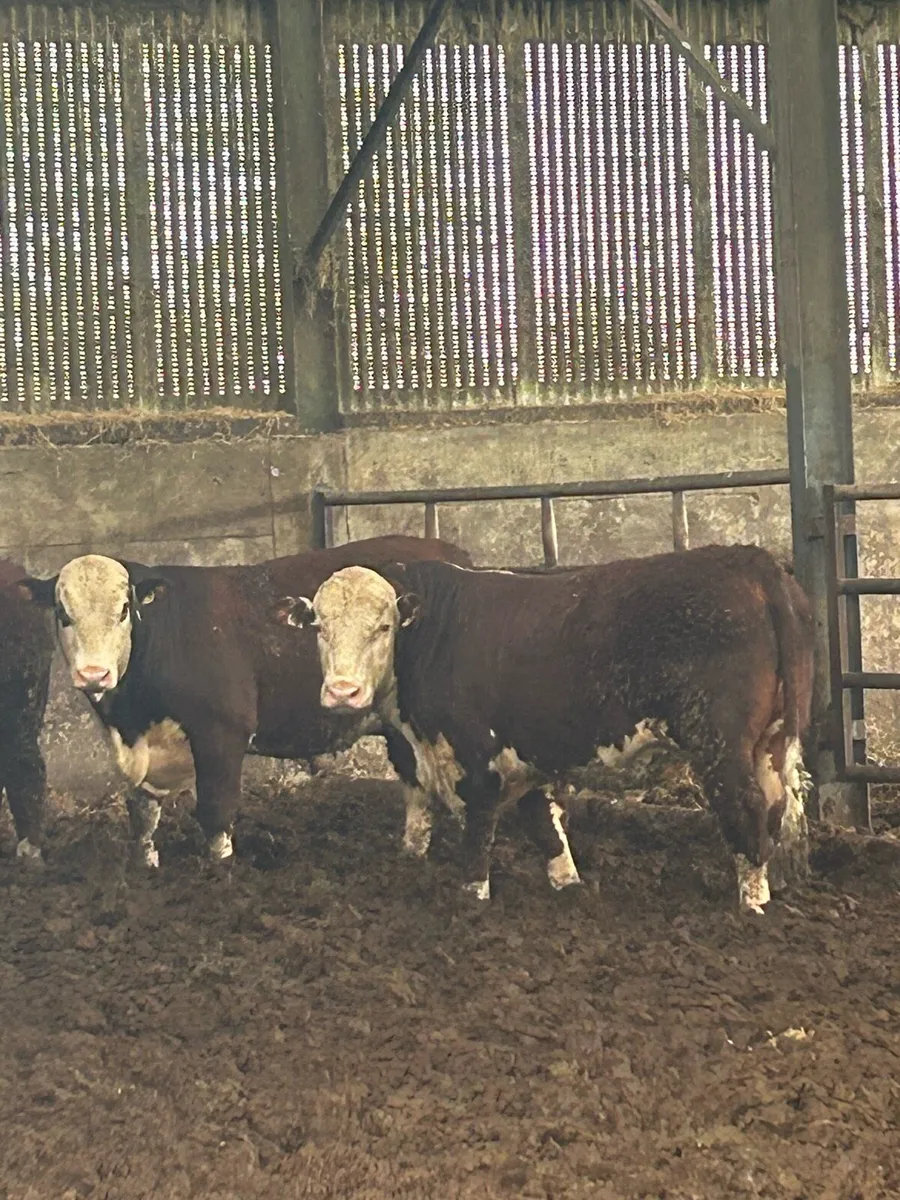 UDEL POLLED HEREFORDS - Image 3