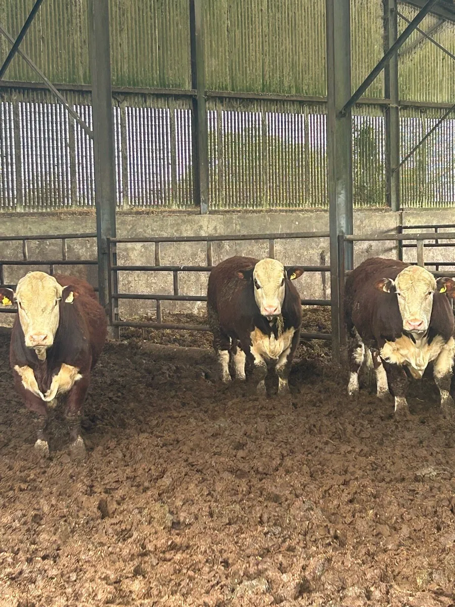 UDEL POLLED HEREFORDS - Image 1