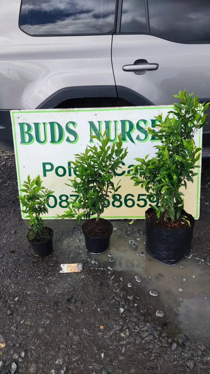 Blight resistant Box Hedging just 5 euro - Image 4