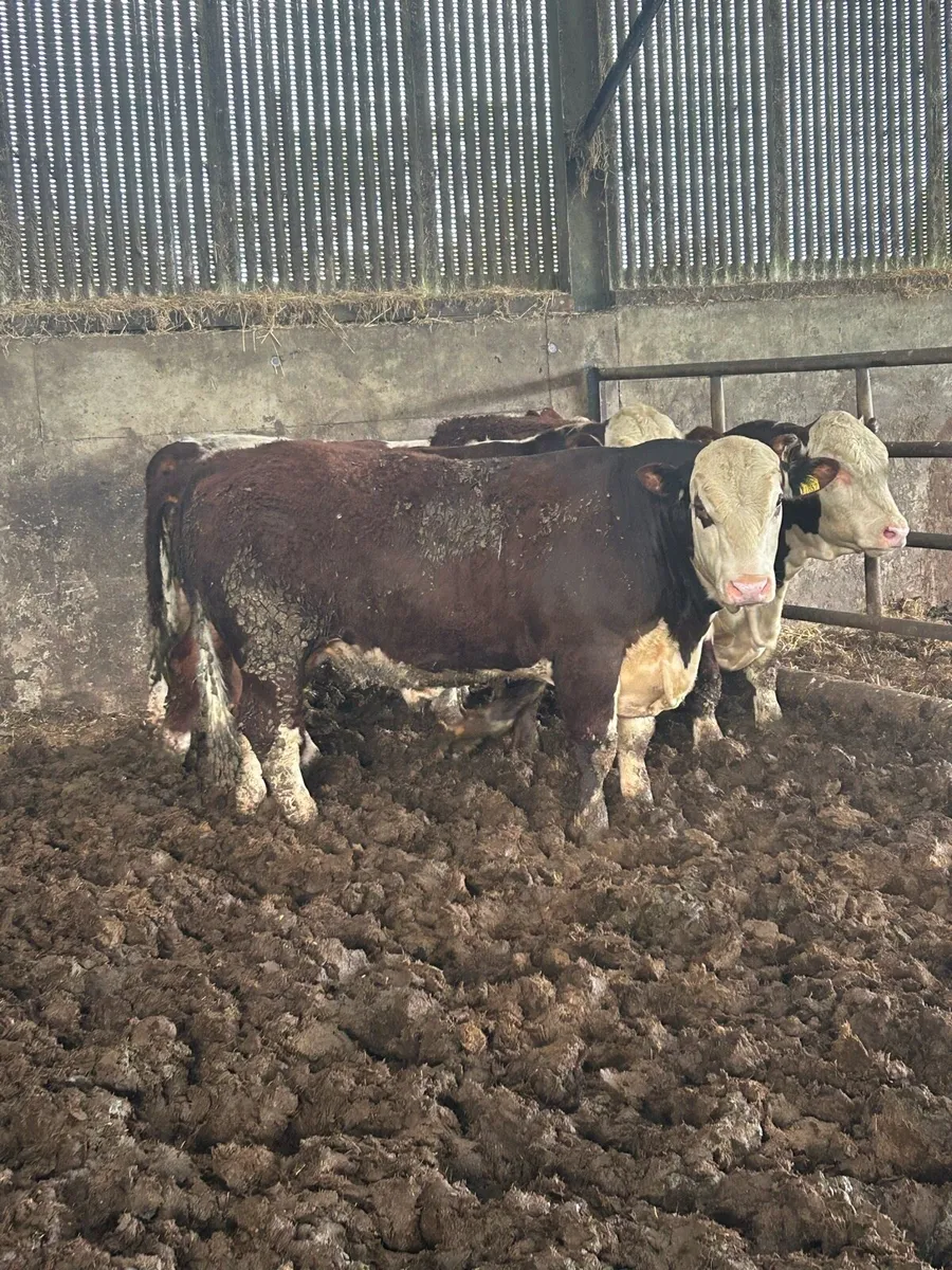 UDEL POLLED HEREFORDS - Image 4