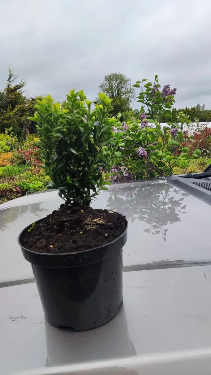Blight resistant Box Hedging just 5 euro - Image 1
