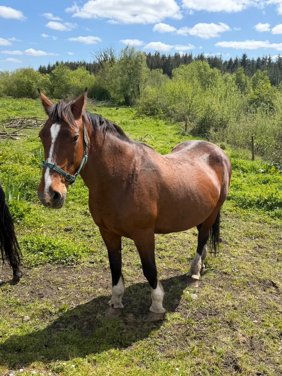 Horse - Image 1