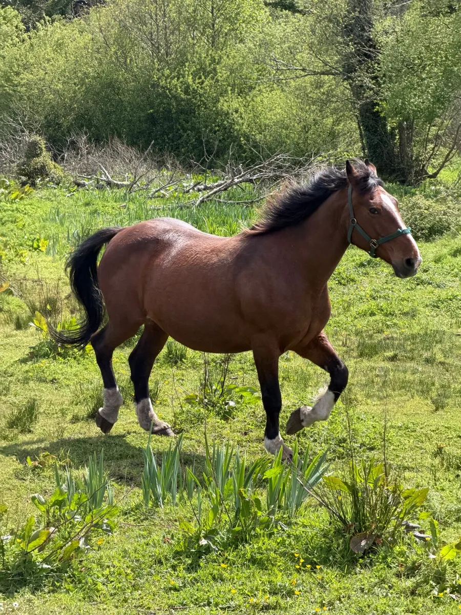 Horse - Image 2