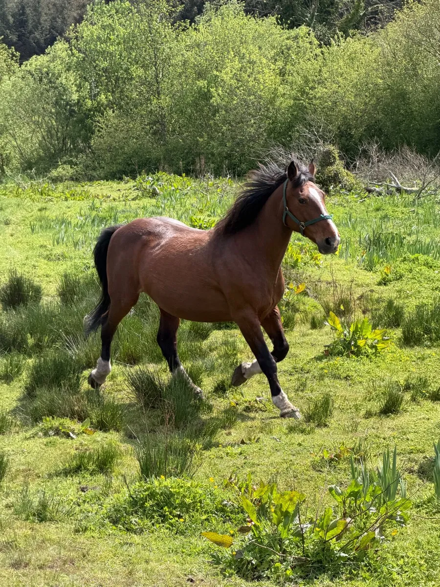 Horse - Image 3