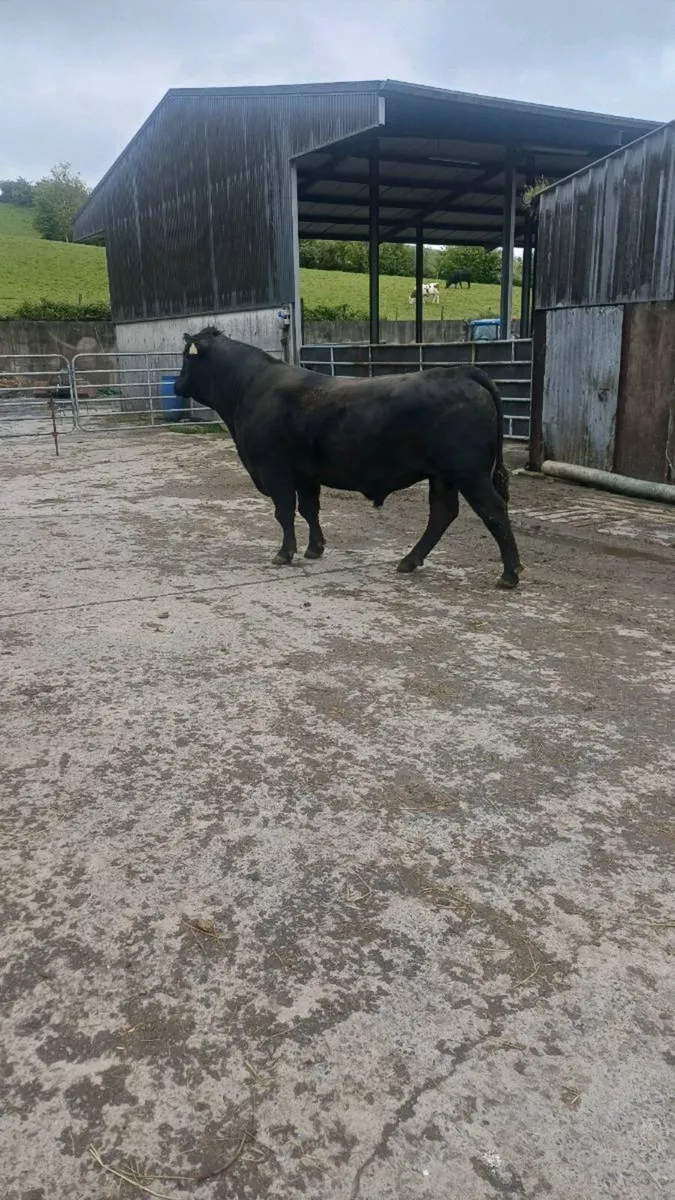 Pedigree angus bull