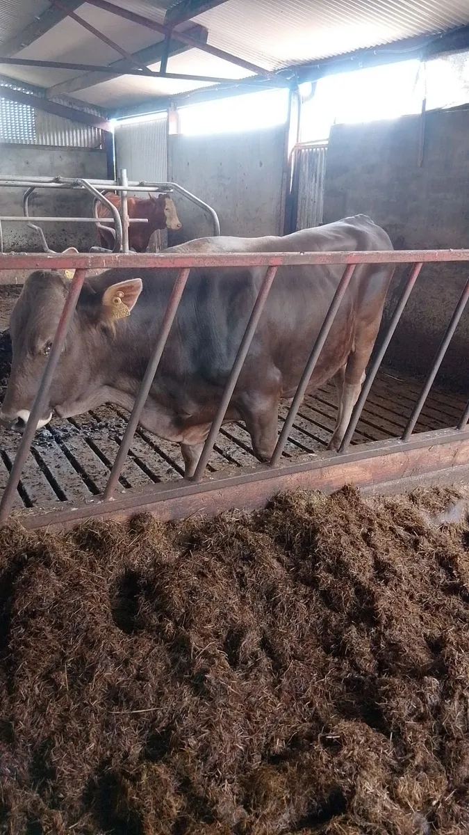 Brown Swiss Bull - Image 1