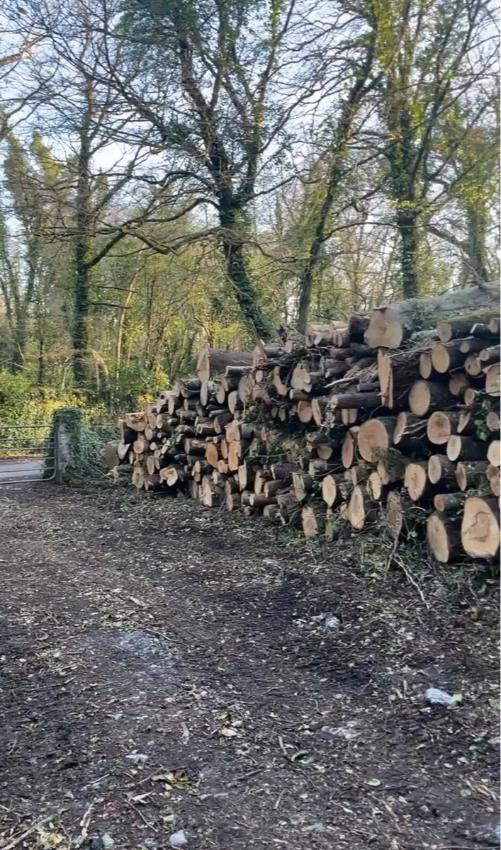 Hardwood/softwood timber need gone asap - Image 1
