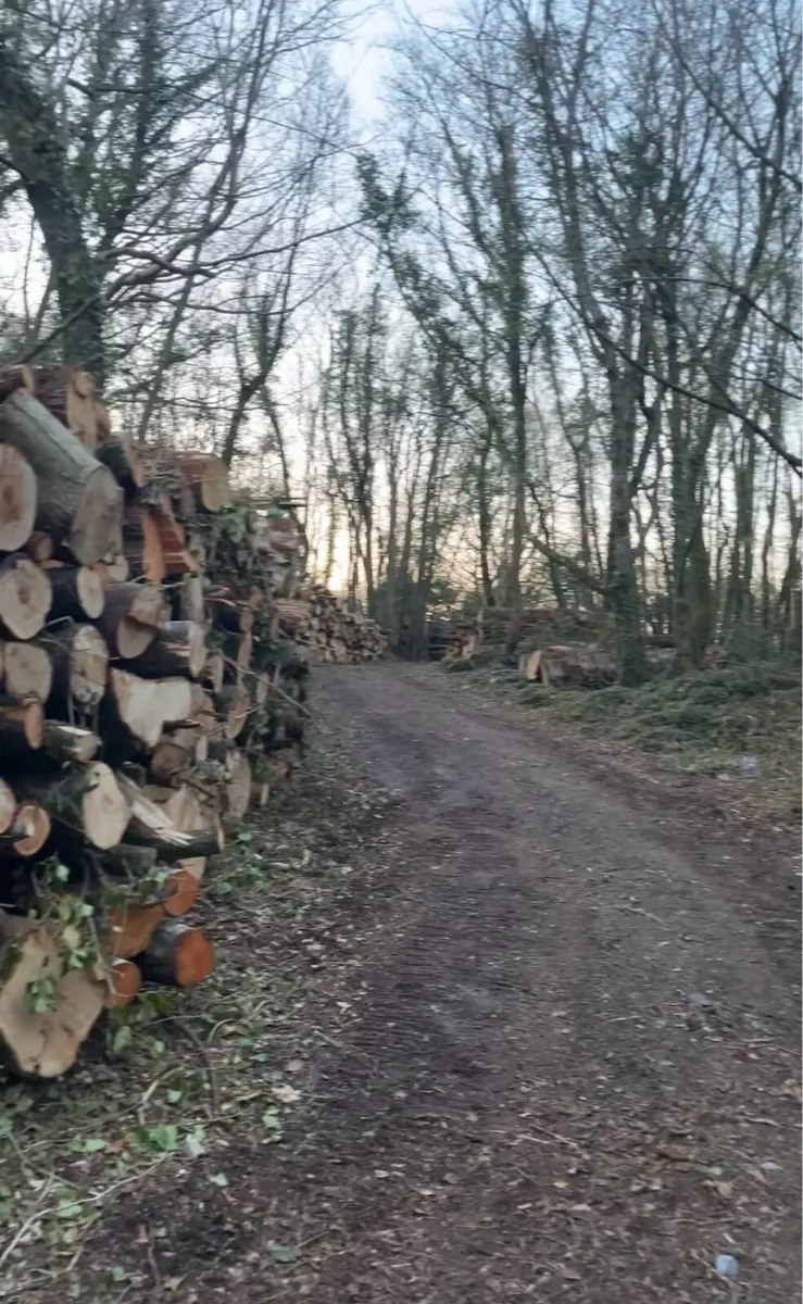 Hardwood/softwood timber need gone asap - Image 2