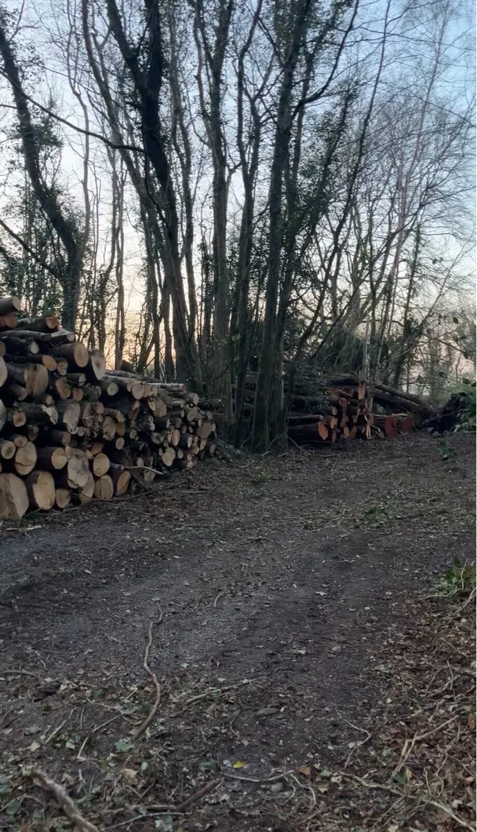 Hardwood/softwood timber need gone asap - Image 3