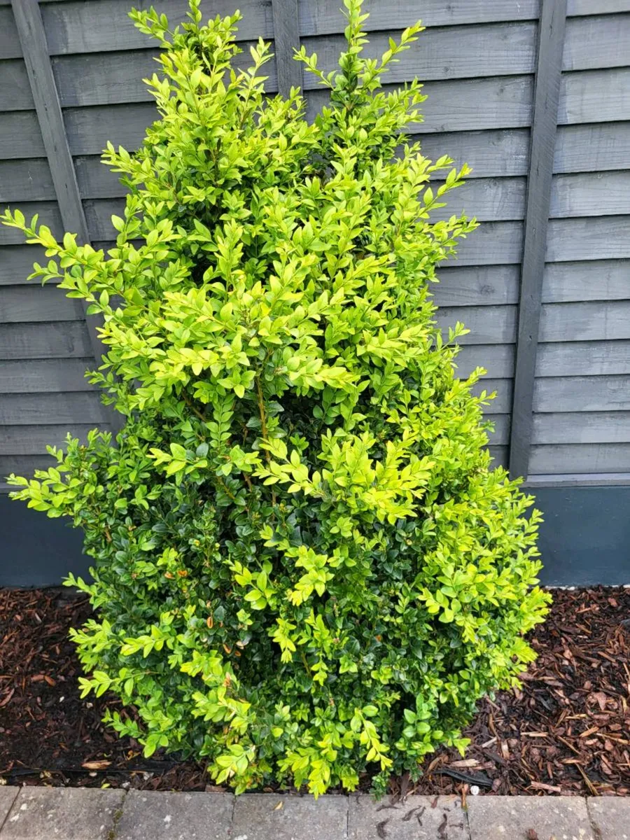 Buxus - Image 1