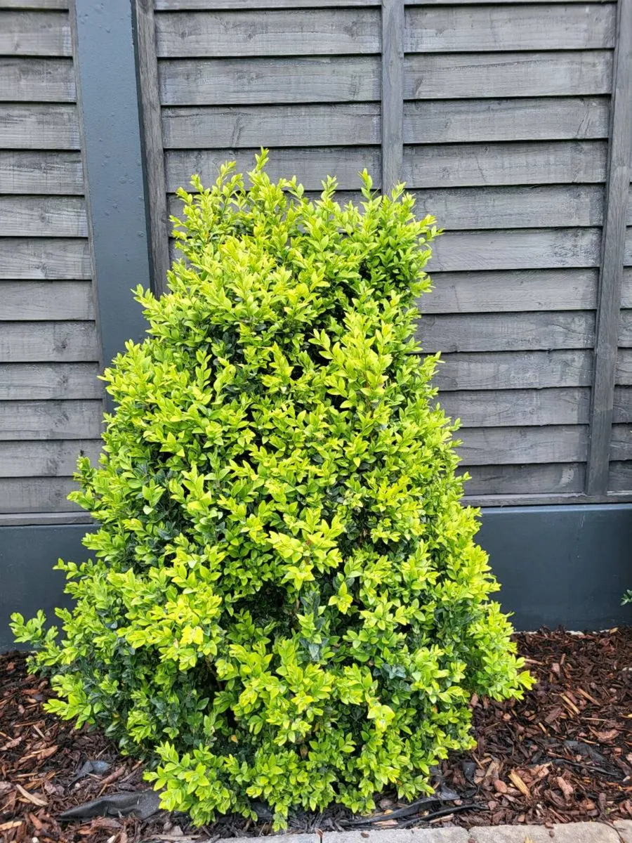 Buxus - Image 2