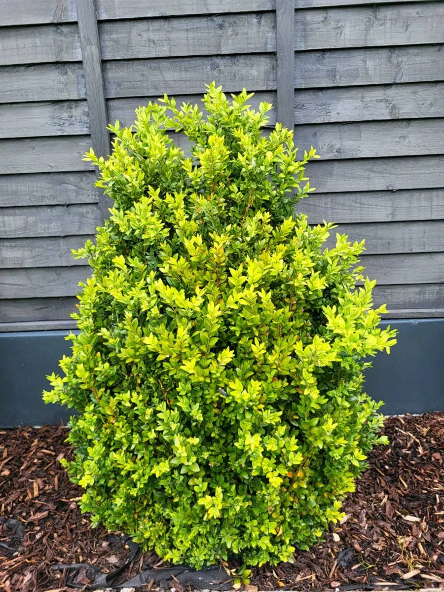 Buxus - Image 3