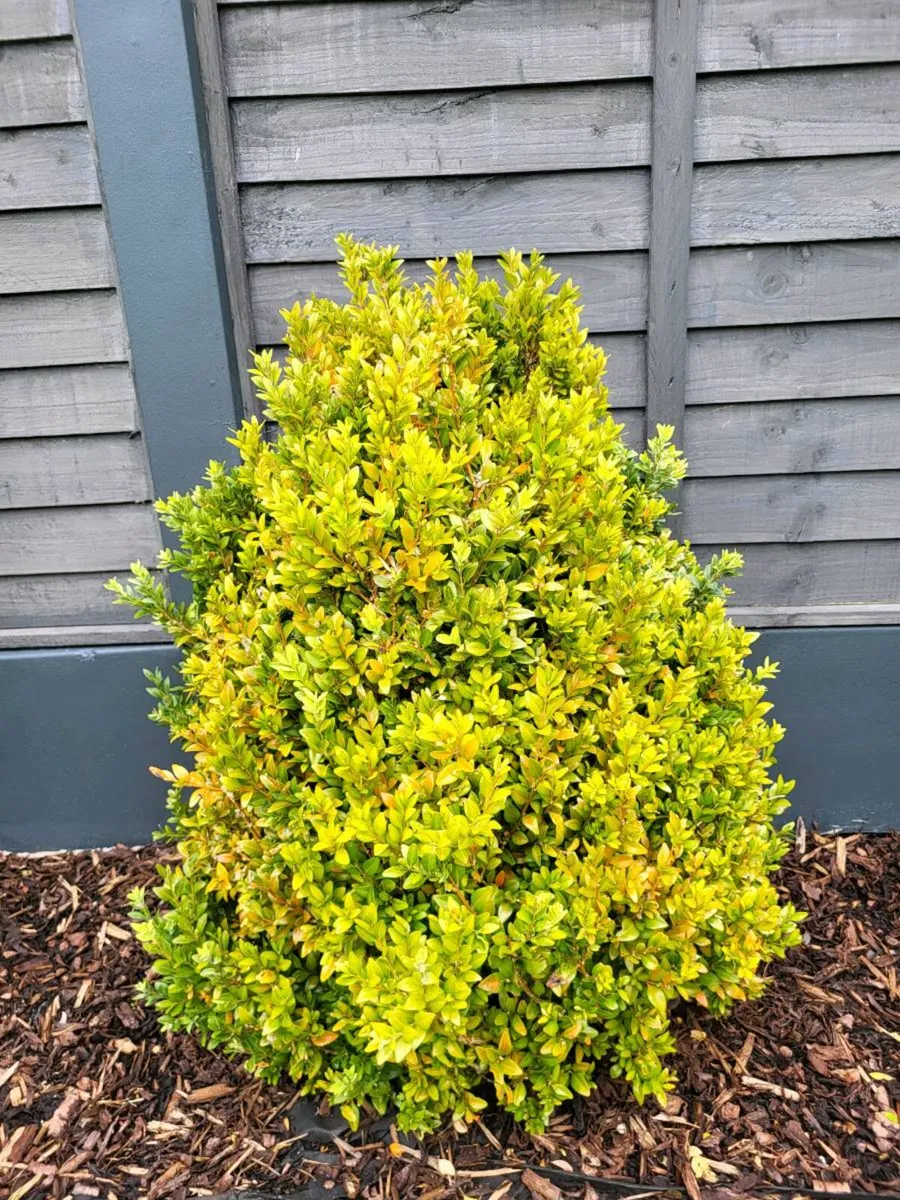 Buxus - Image 4
