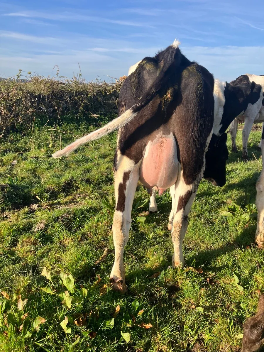 Calves Heifers - Image 1