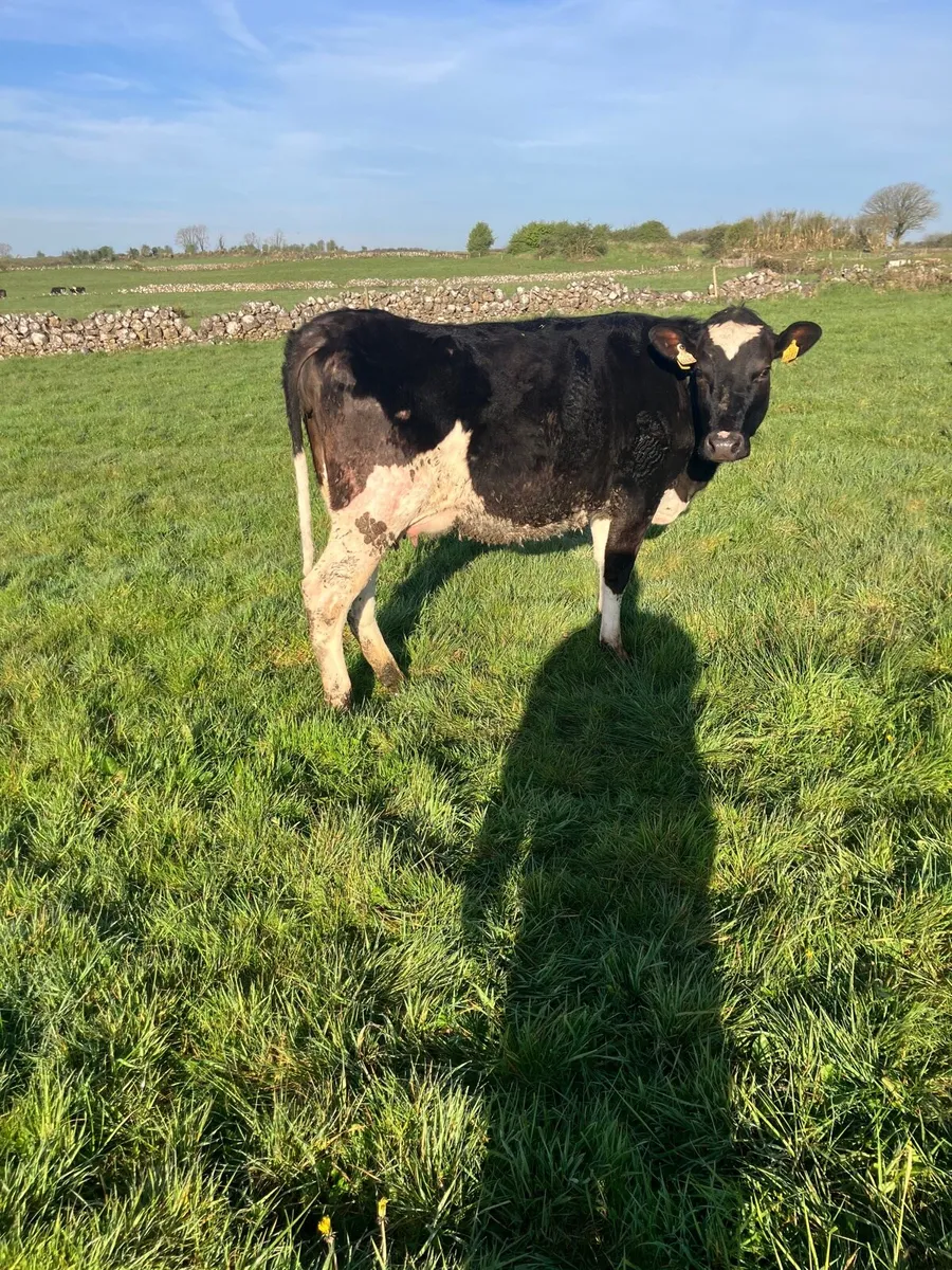 Calves Heifers - Image 2