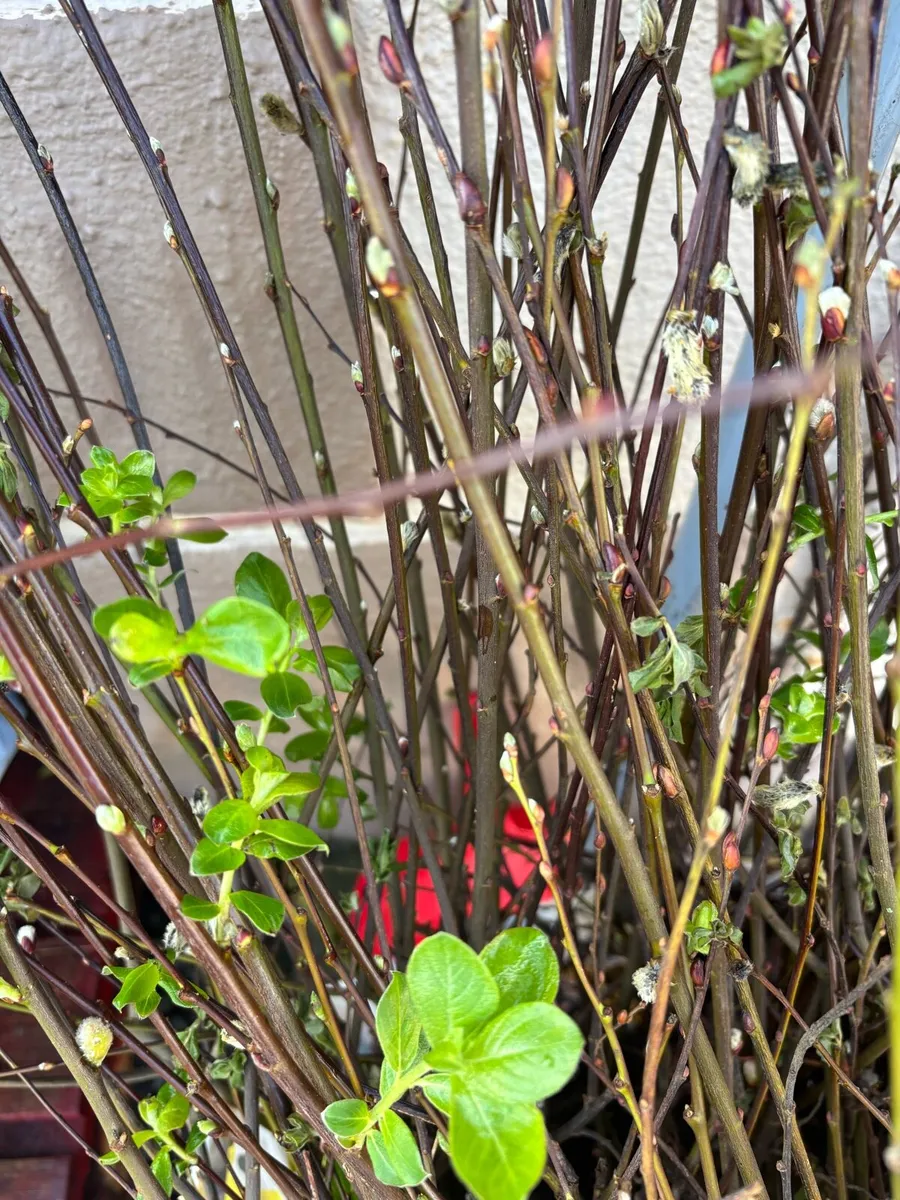 Bare root hedging and potted Hedging - Image 4