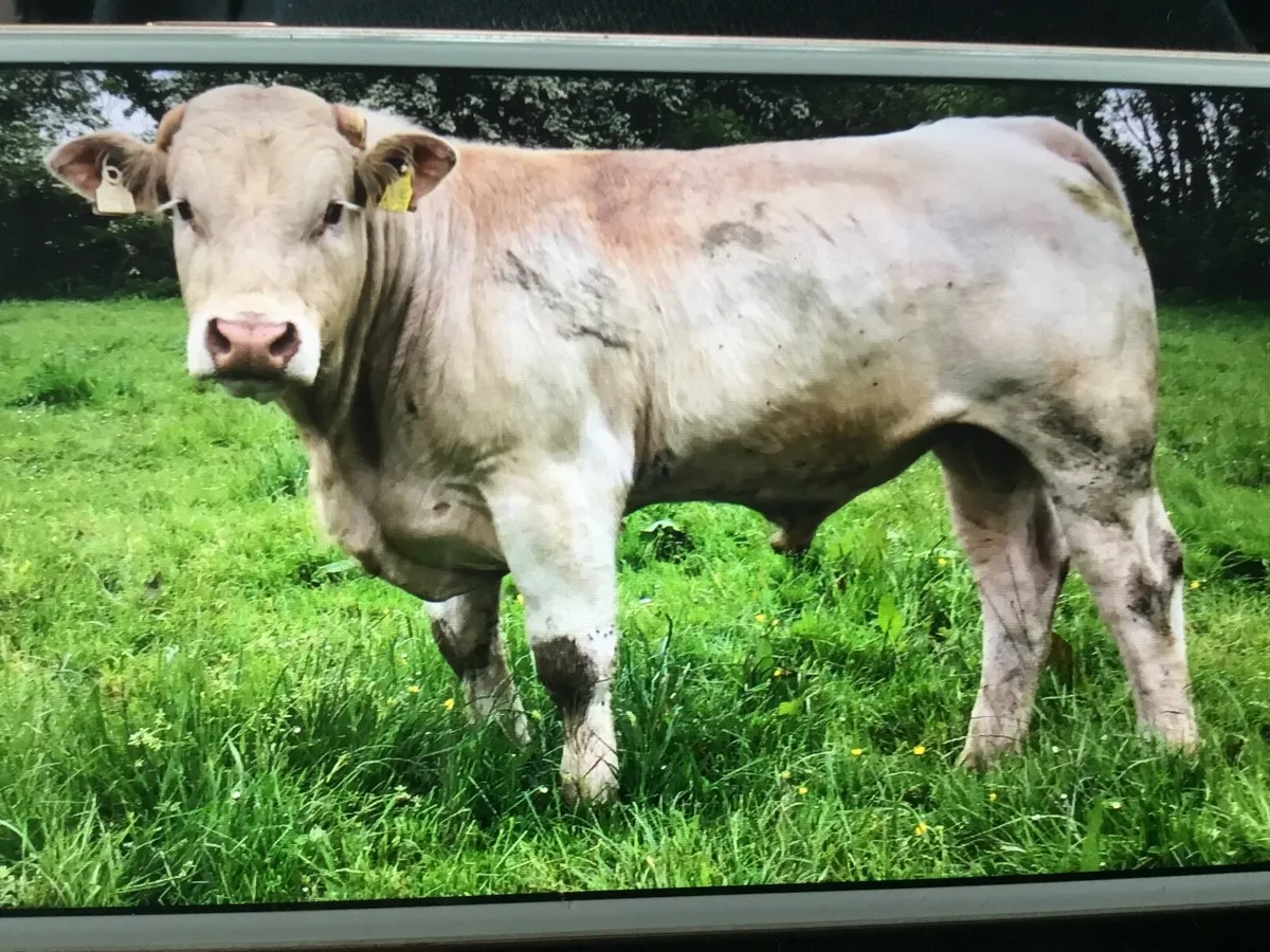 Charolais bulls - Image 2