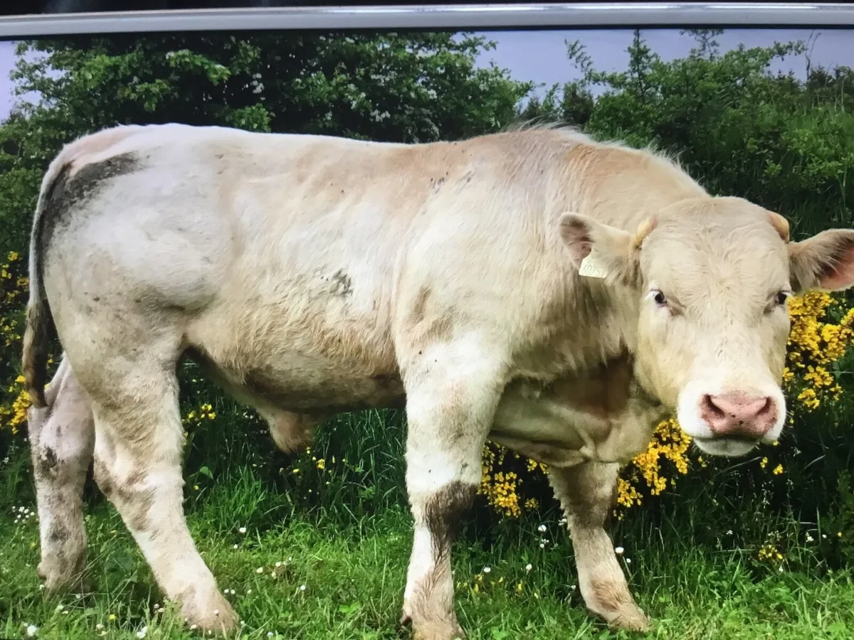 Charolais bulls - Image 3