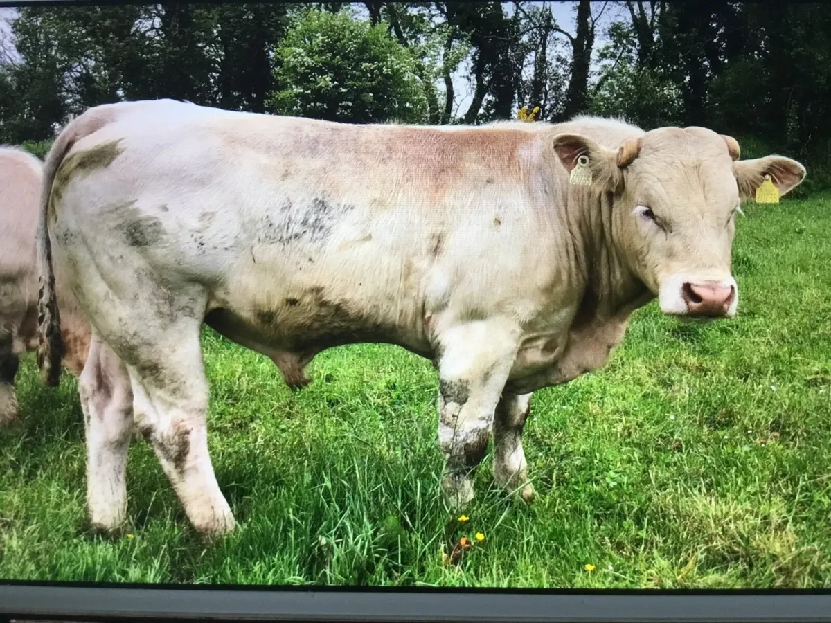 Charolais bulls - Image 1