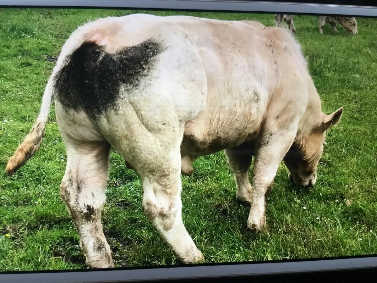 Charolais bulls - Image 4
