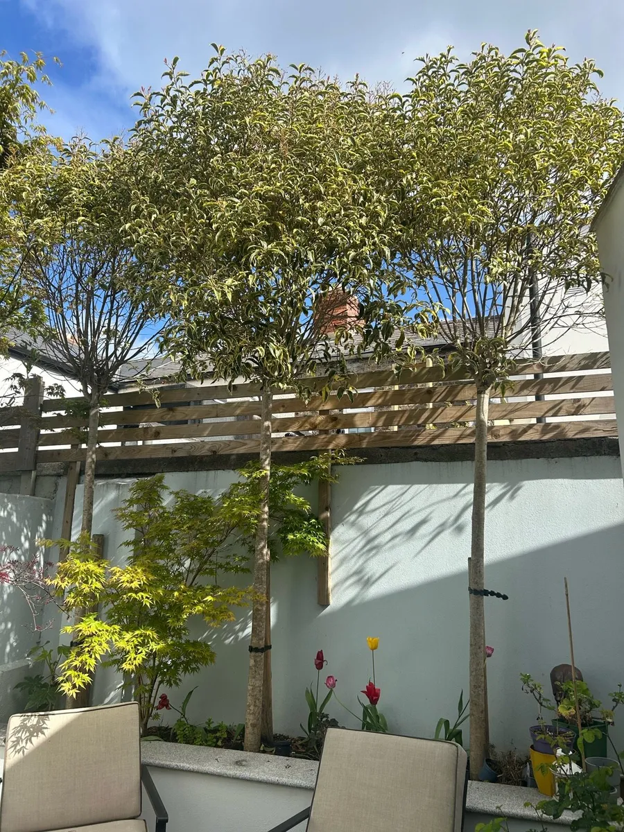 Trees - Image 1