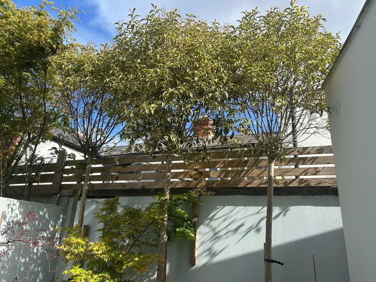 Trees - Image 2