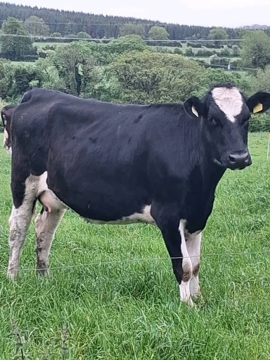 Incalf heifer - Image 1