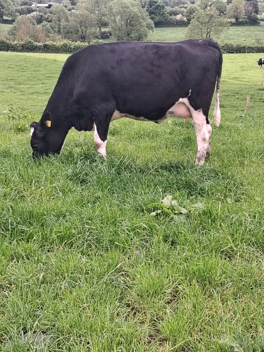 Incalf heifer - Image 2