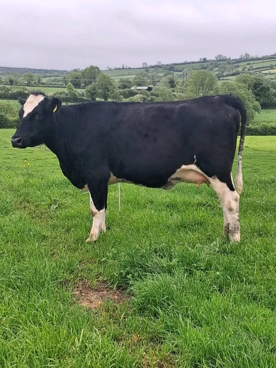 Incalf heifer - Image 3