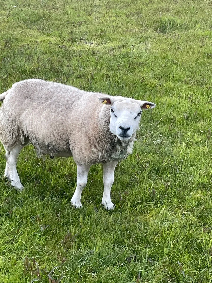 Ram for sale pbnr