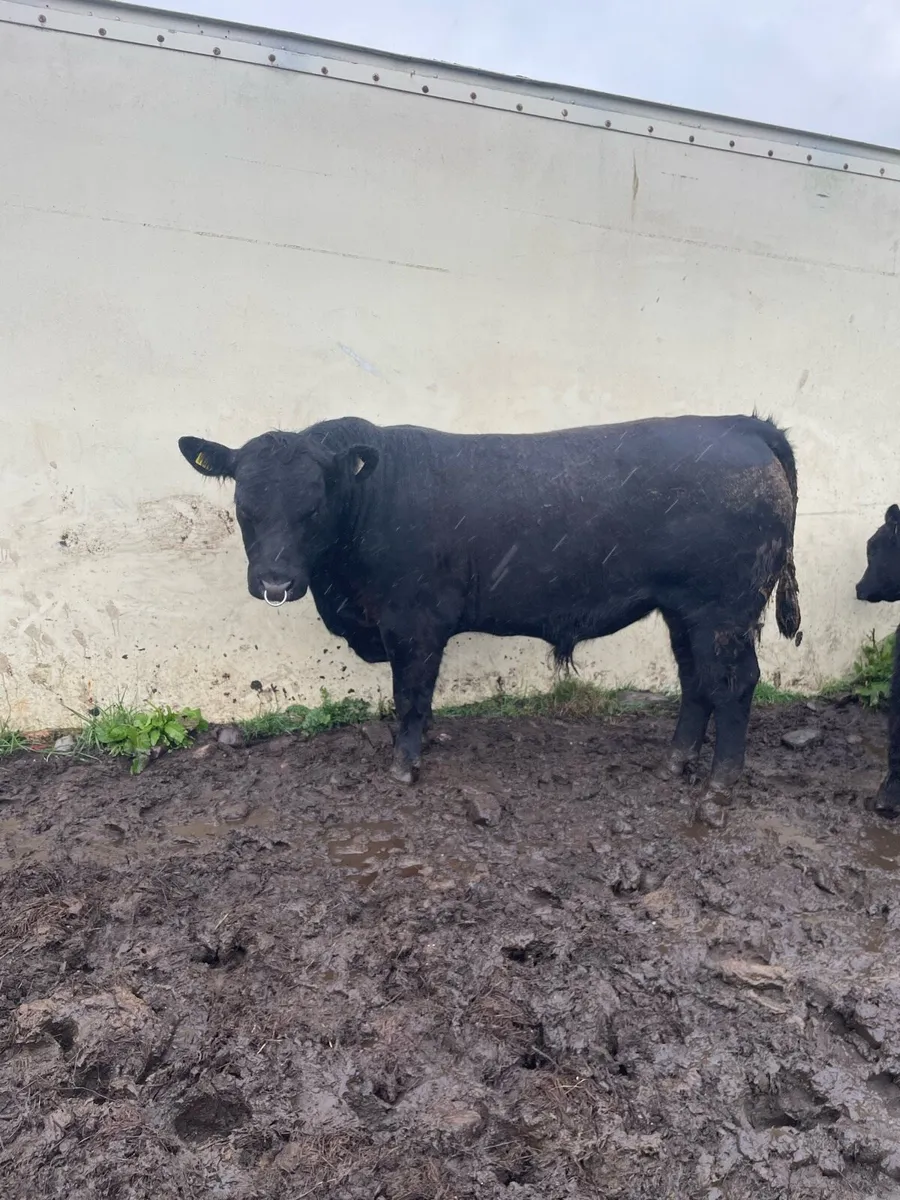 PBR Angus Bulls - Image 1