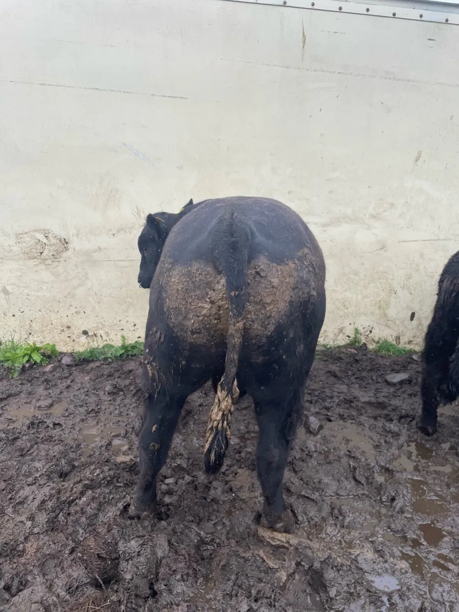 PBR Angus Bulls - Image 2