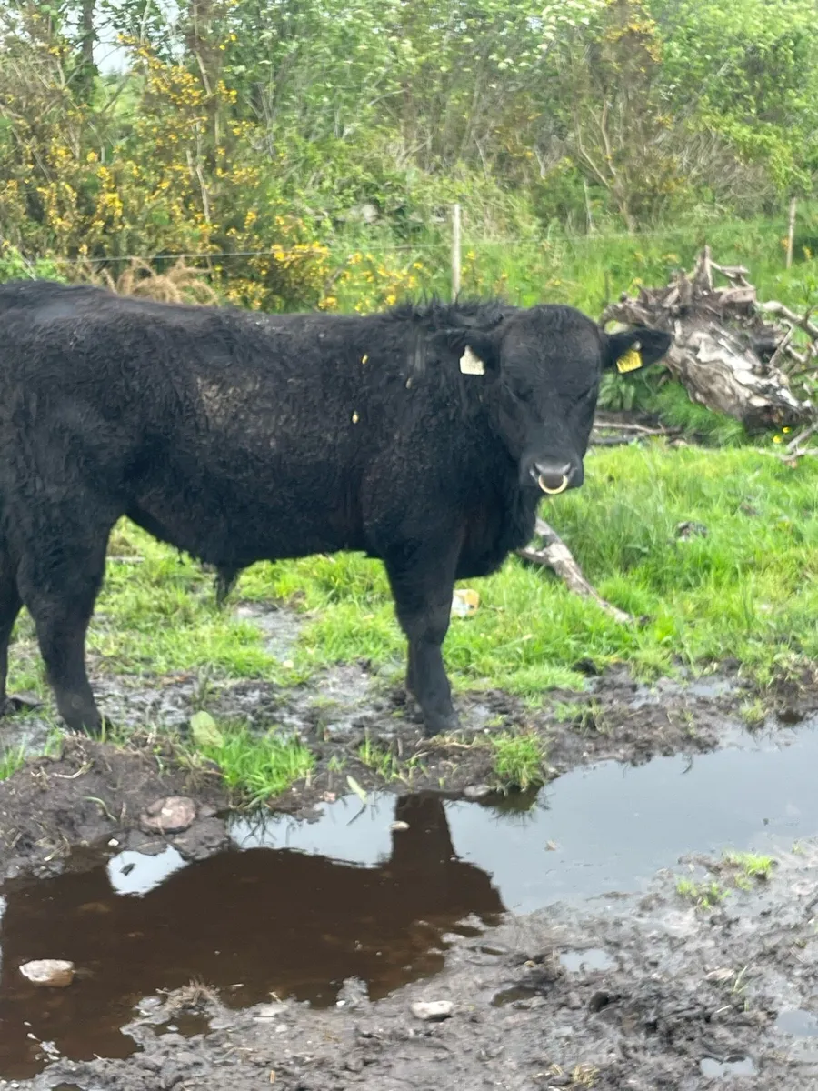 PBR Angus Bulls - Image 3