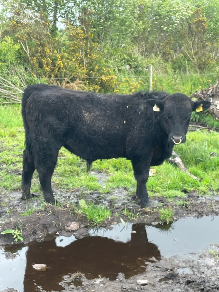 PBR Angus Bulls - Image 4
