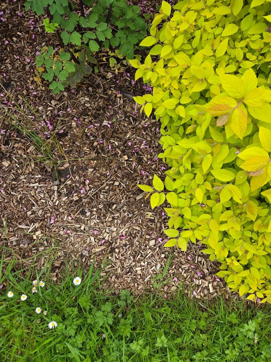 Wood chip - Image 2