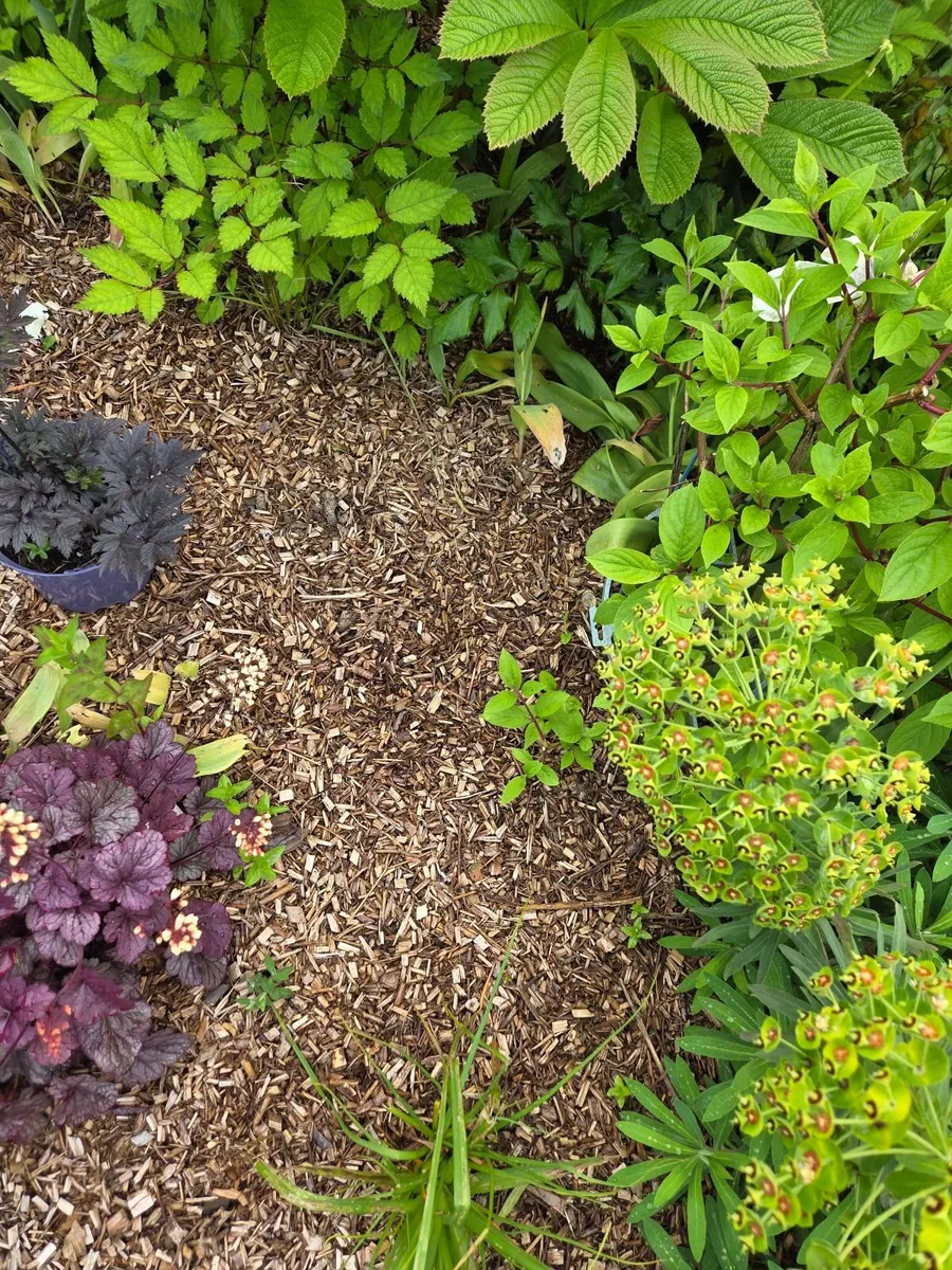 Wood chip - Image 3