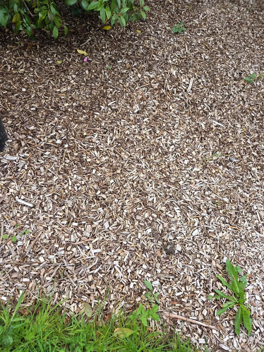 Wood chip - Image 4