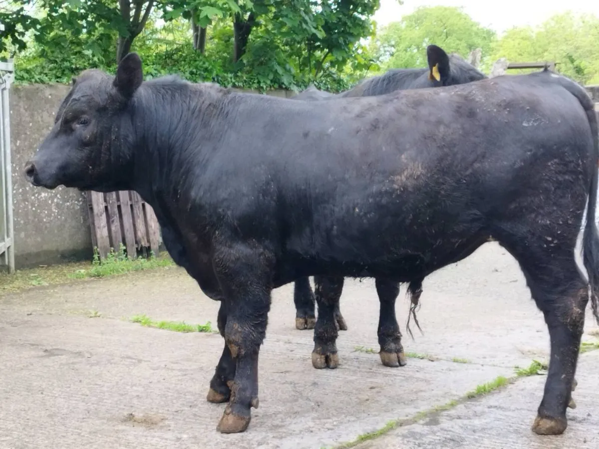 Pedigree Angus bulls - Image 1