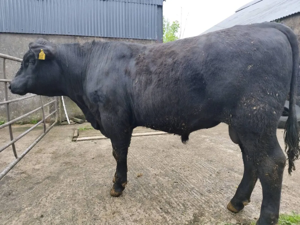 Pedigree Angus bulls - Image 2
